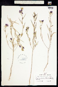 Image of Clarkia speciosa