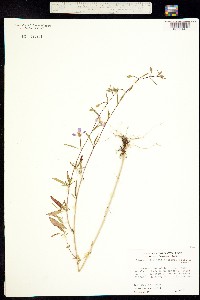 Clarkia delicata image