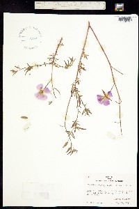 Image of Clarkia arcuata