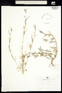 Image of Clarkia affinis