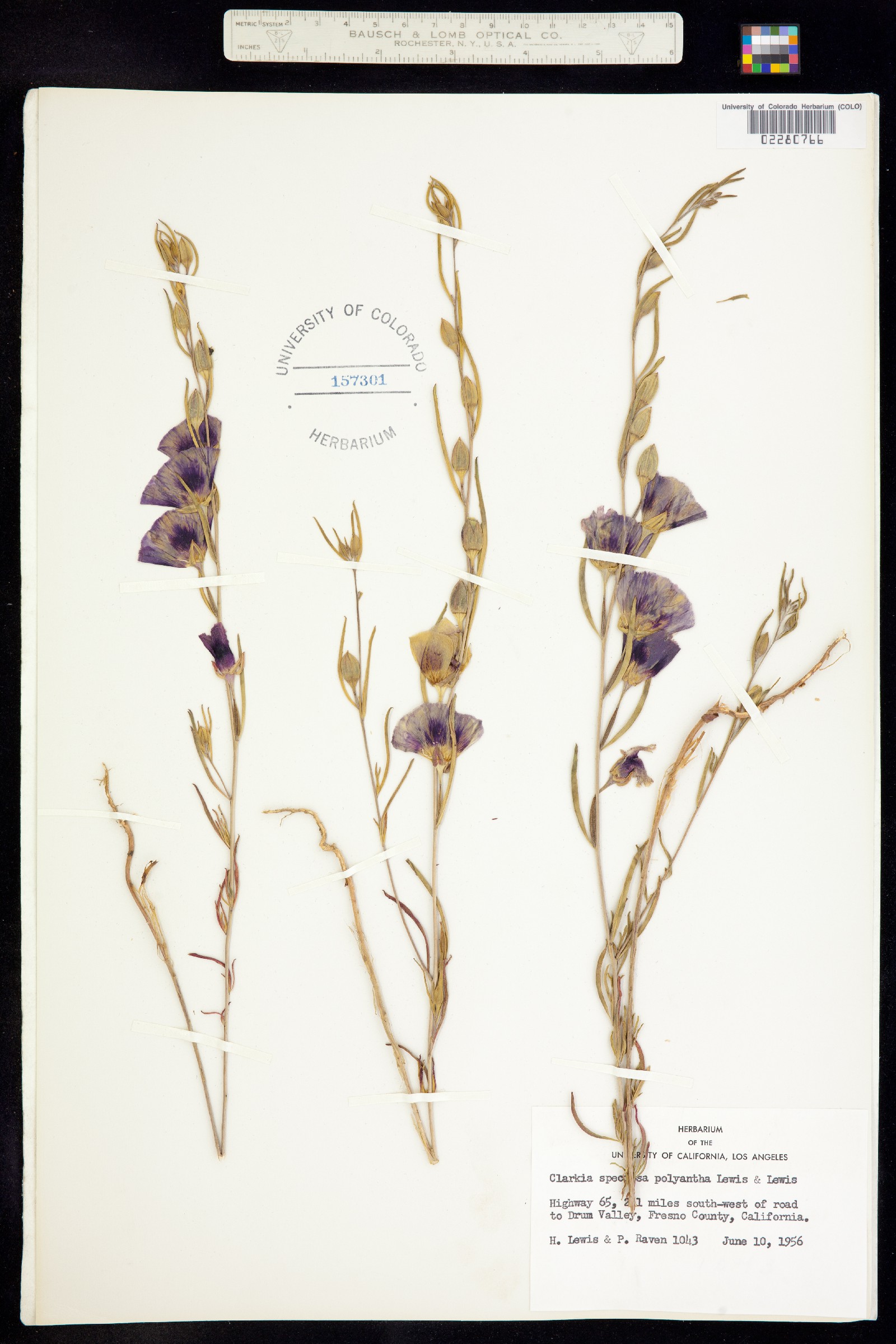 Clarkia speciosa image