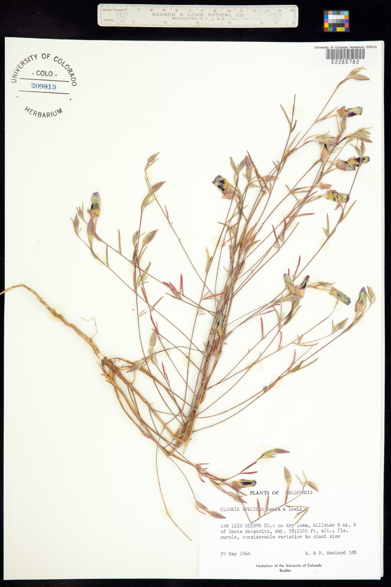 Clarkia speciosa image