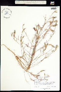 Clarkia speciosa image