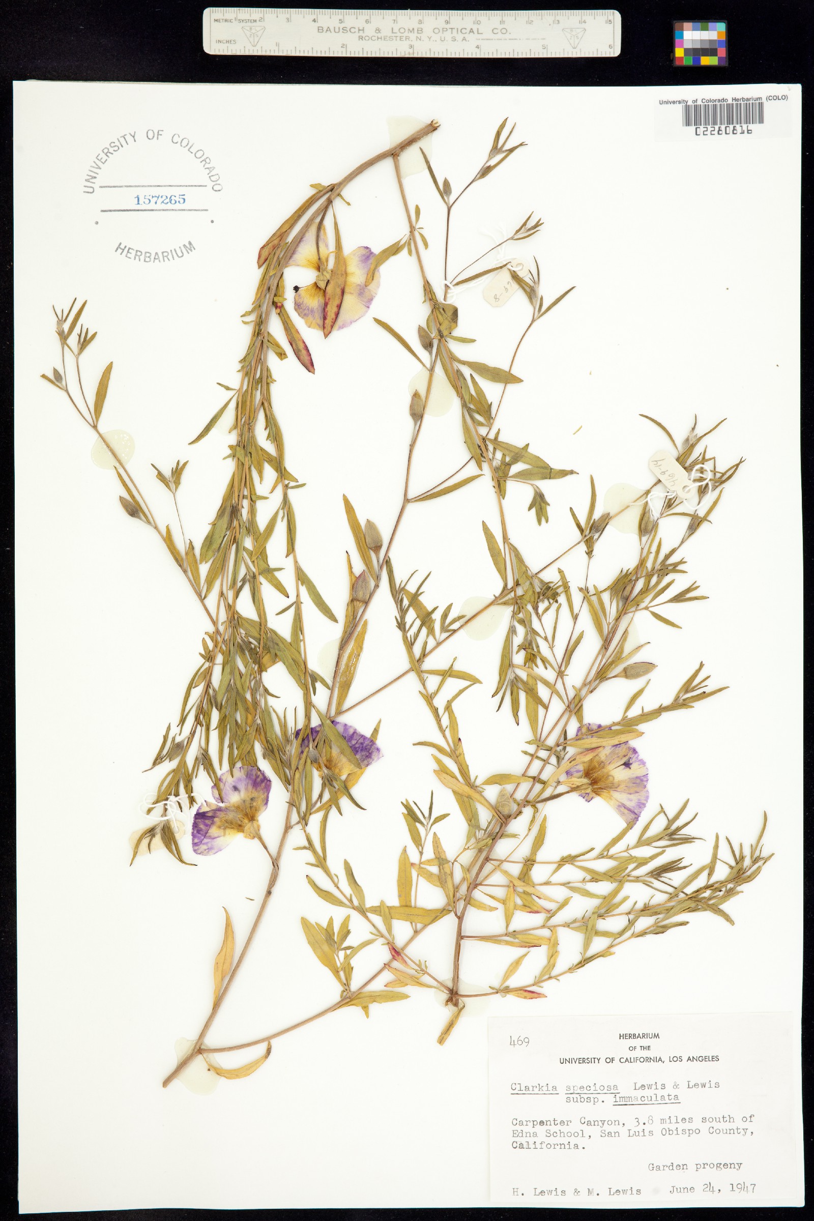 Clarkia speciosa image