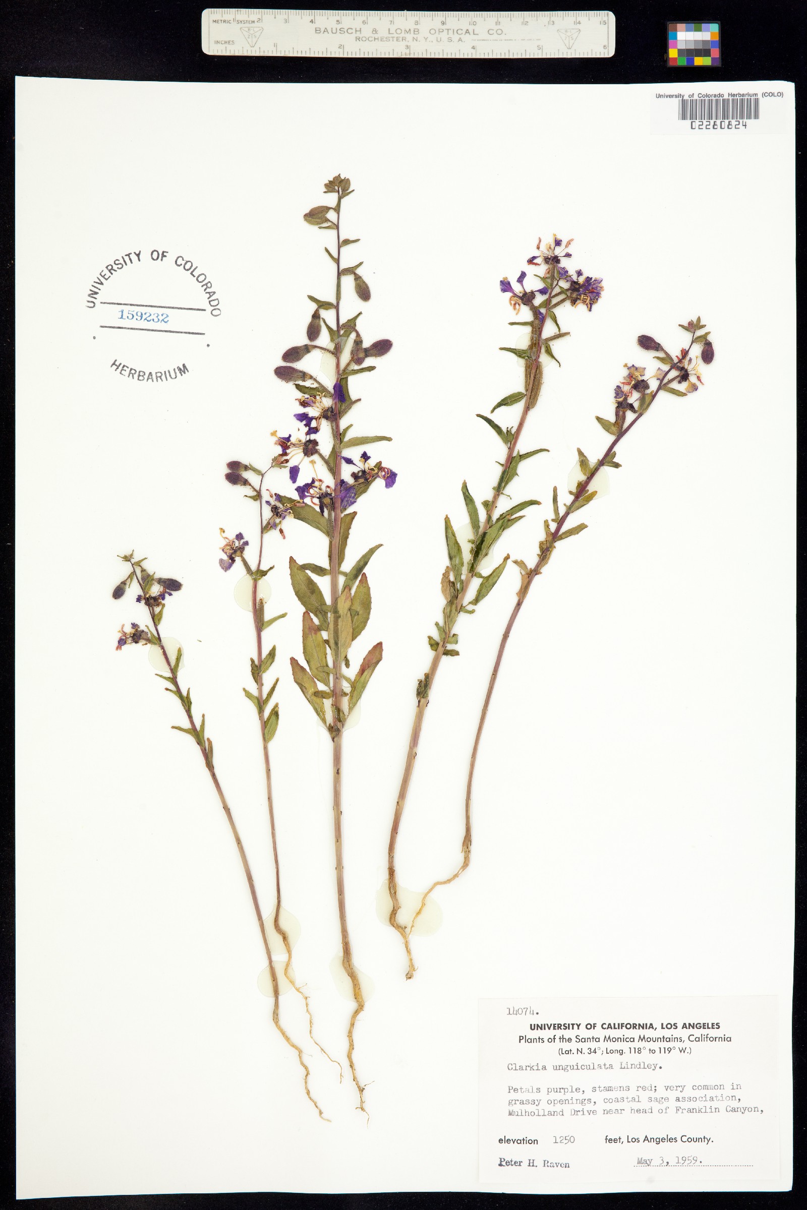 Clarkia unguiculata image