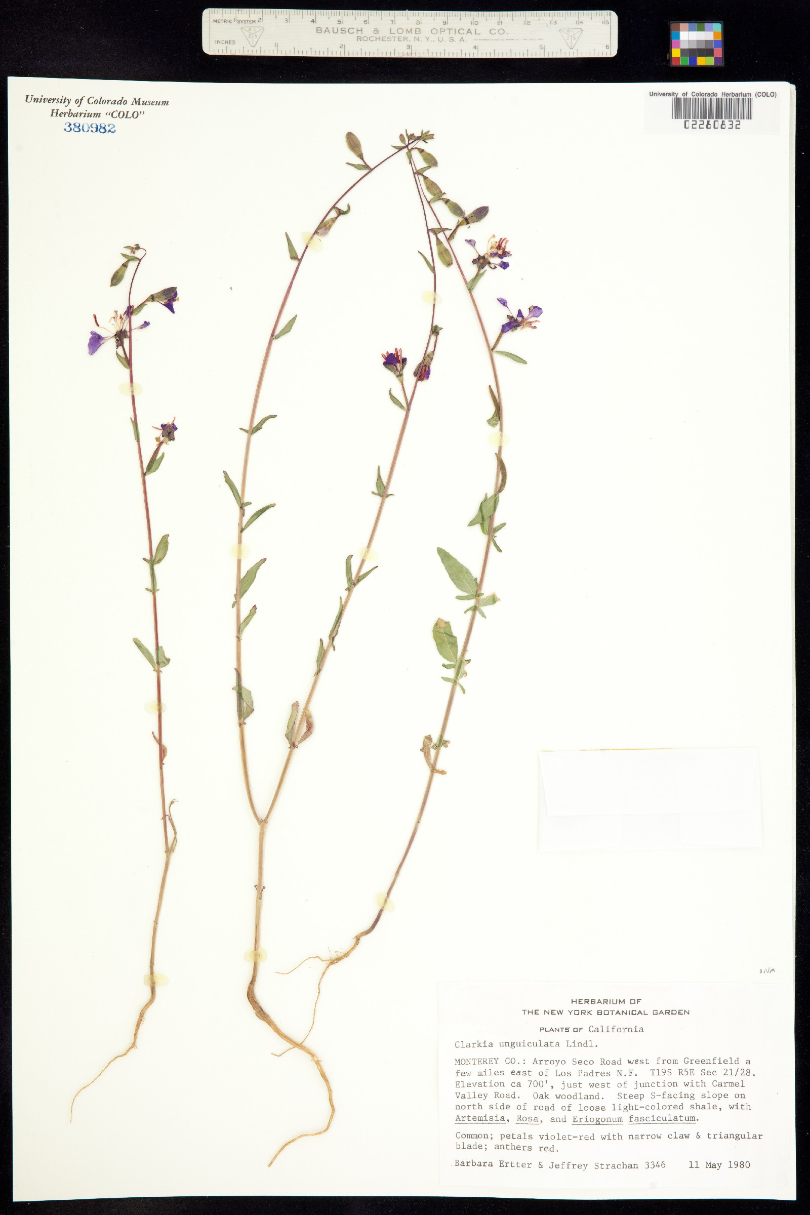 Clarkia unguiculata image