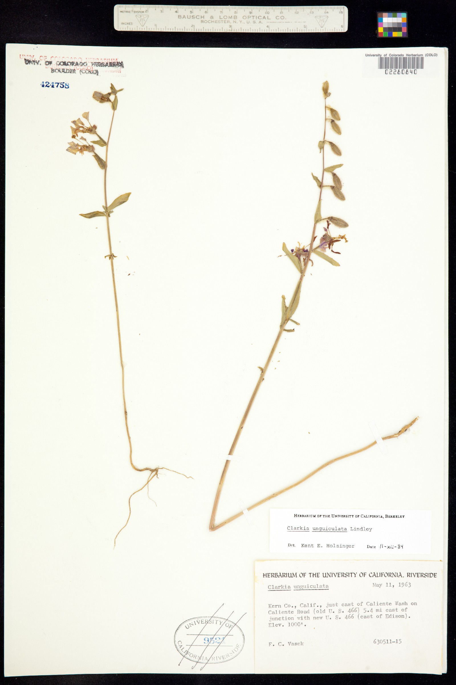 Clarkia unguiculata image