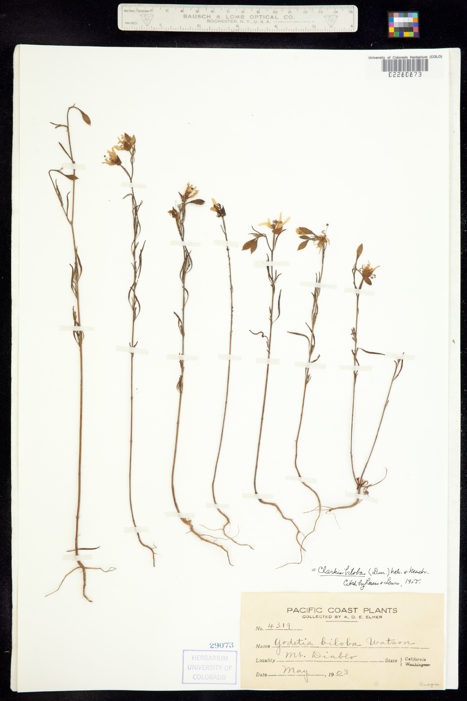 Clarkia biloba image