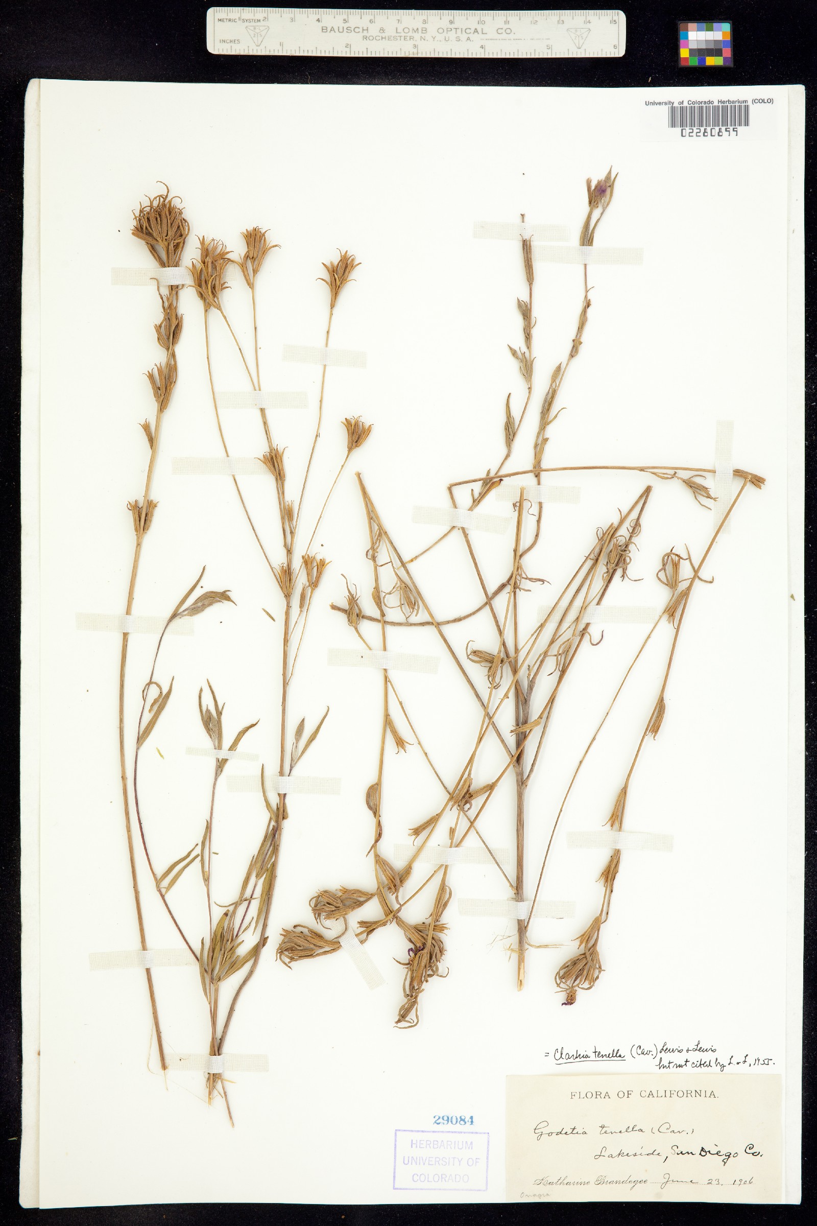Clarkia biloba image