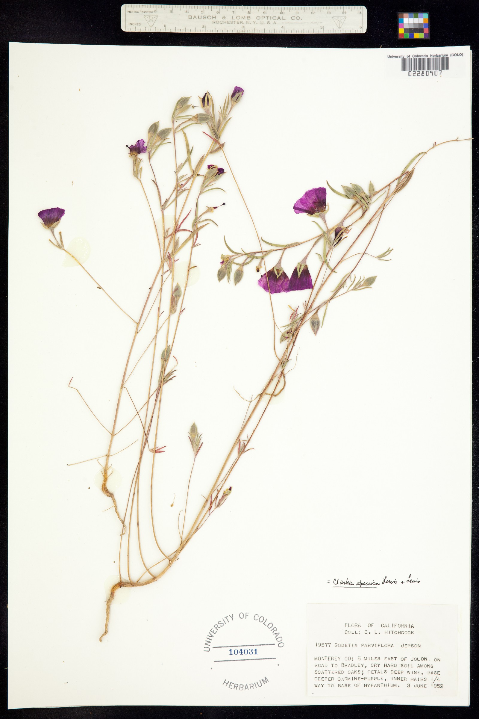 Clarkia biloba image