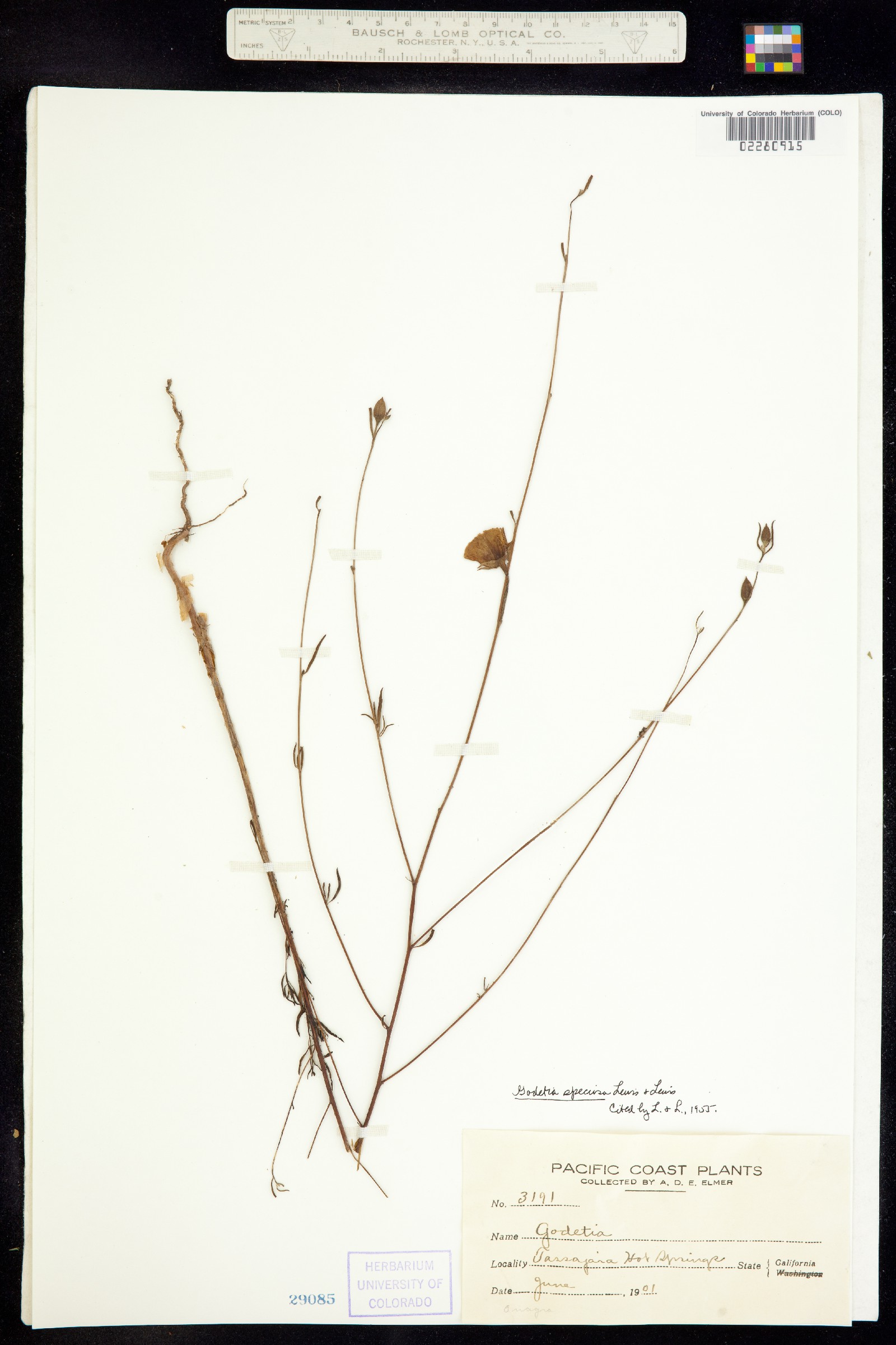 Clarkia biloba image