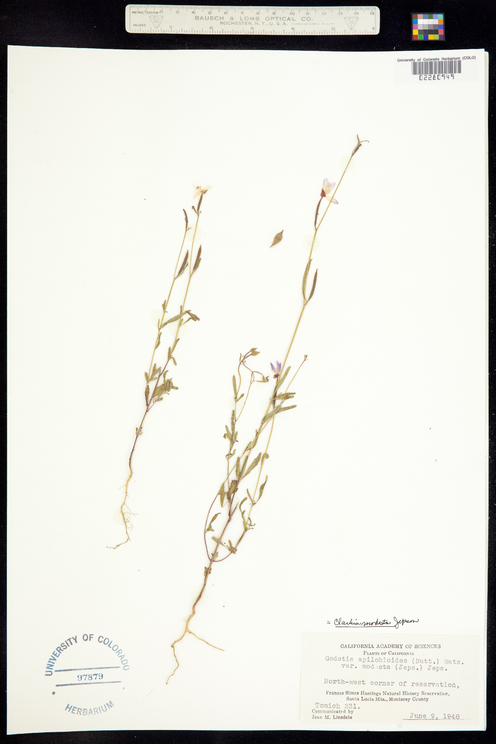 Clarkia biloba image