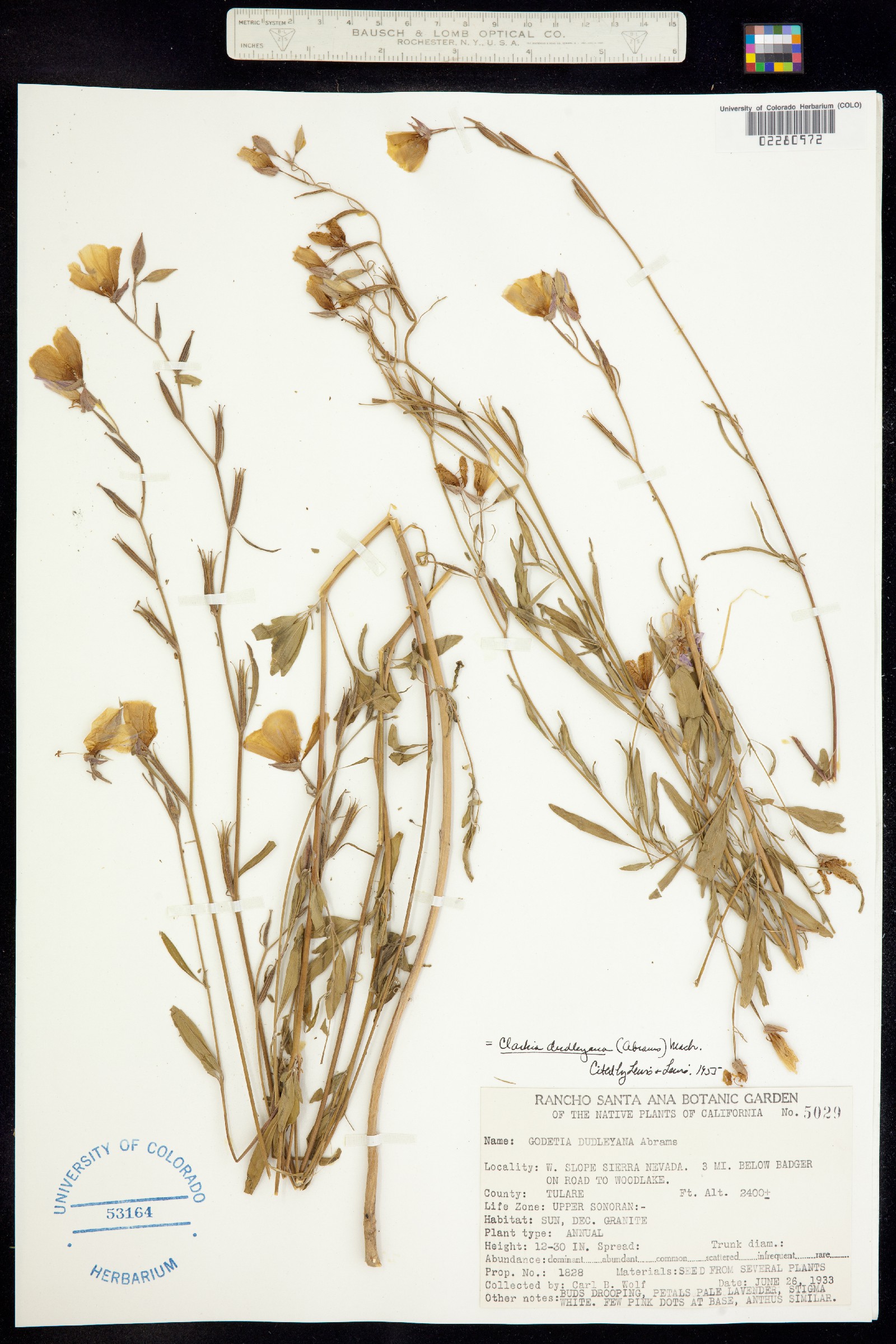Clarkia biloba image