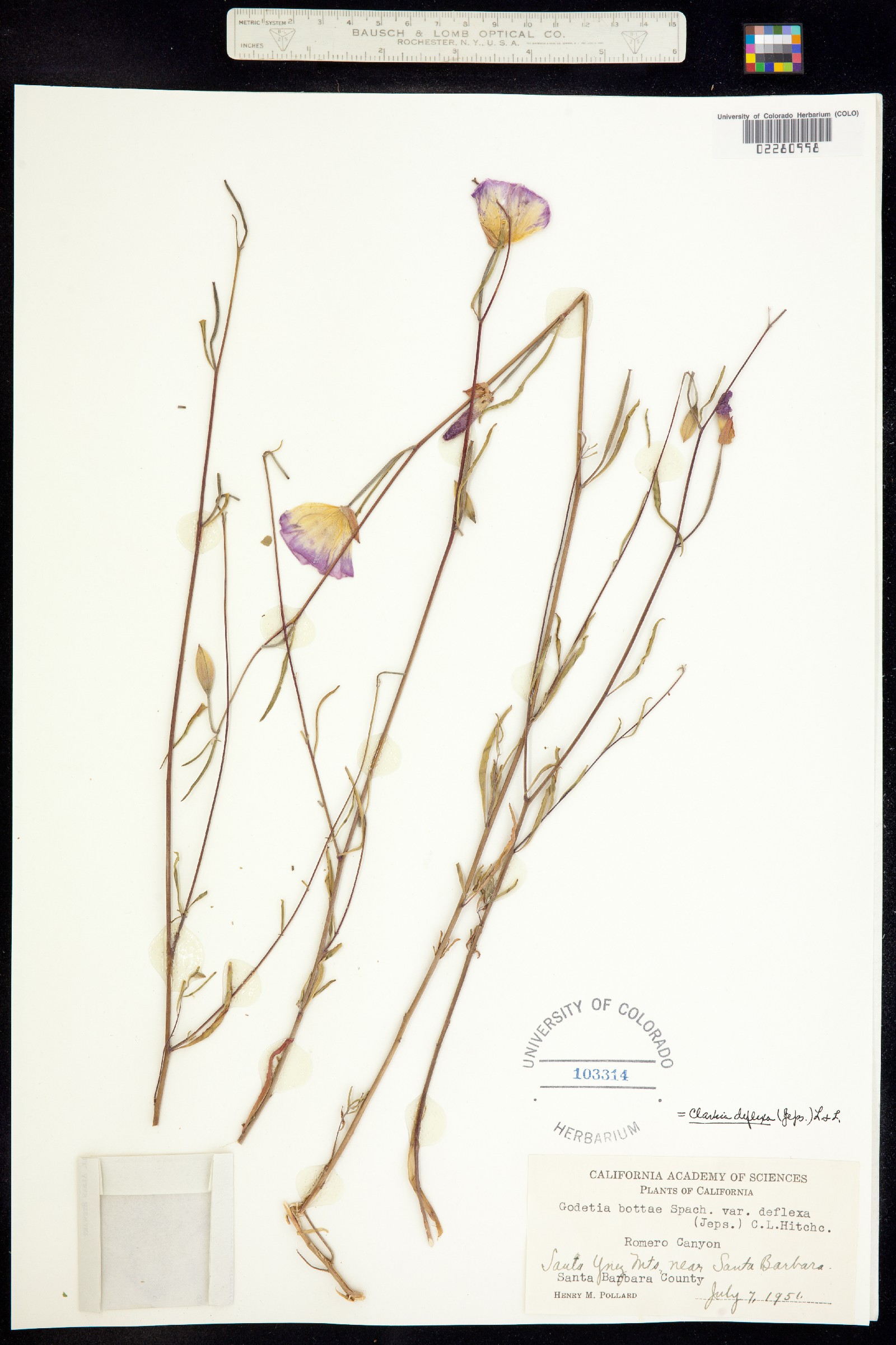 Clarkia biloba image