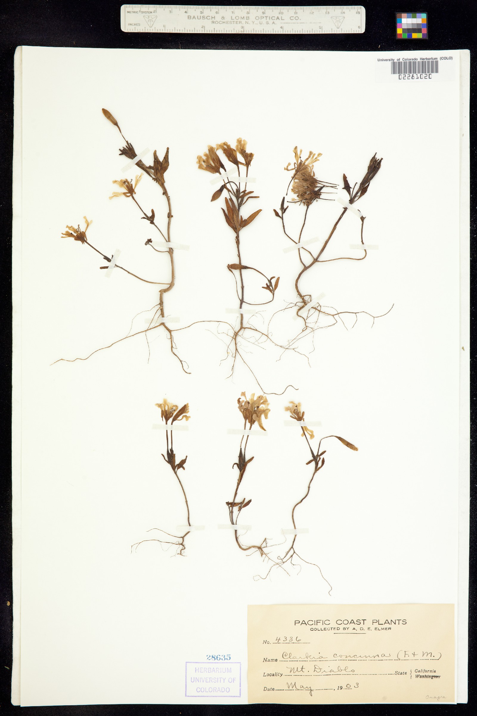Clarkia image