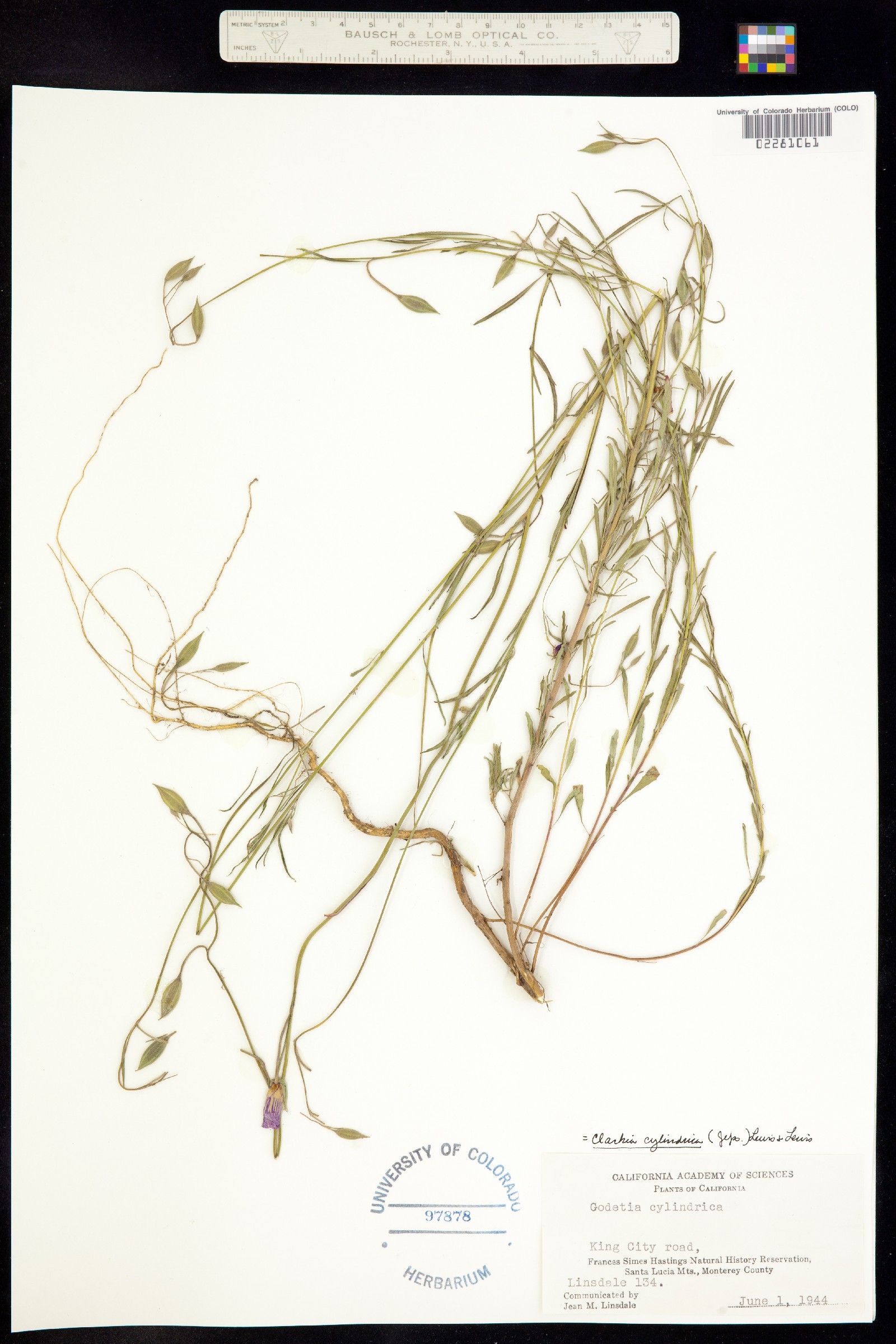 Clarkia cylindrica image
