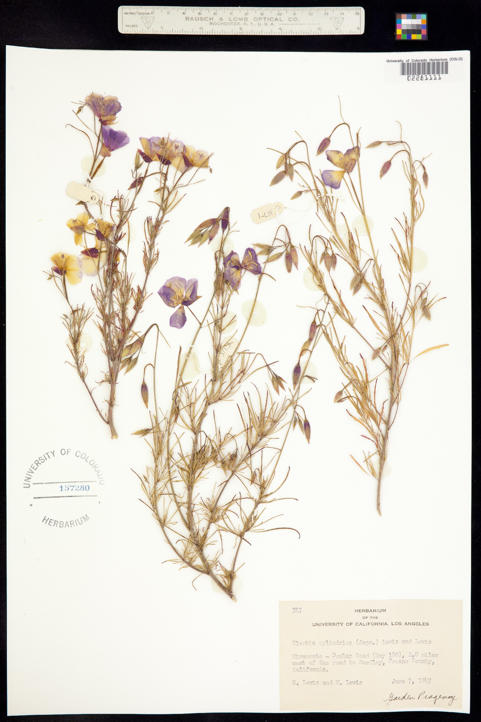 Clarkia cylindrica image