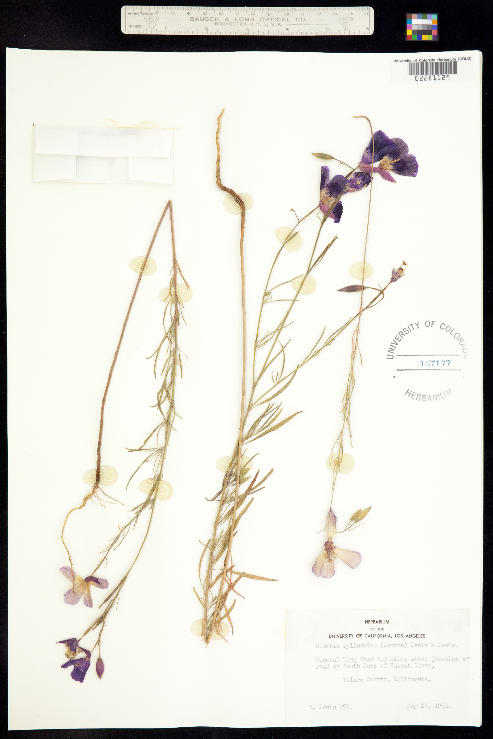 Clarkia cylindrica image