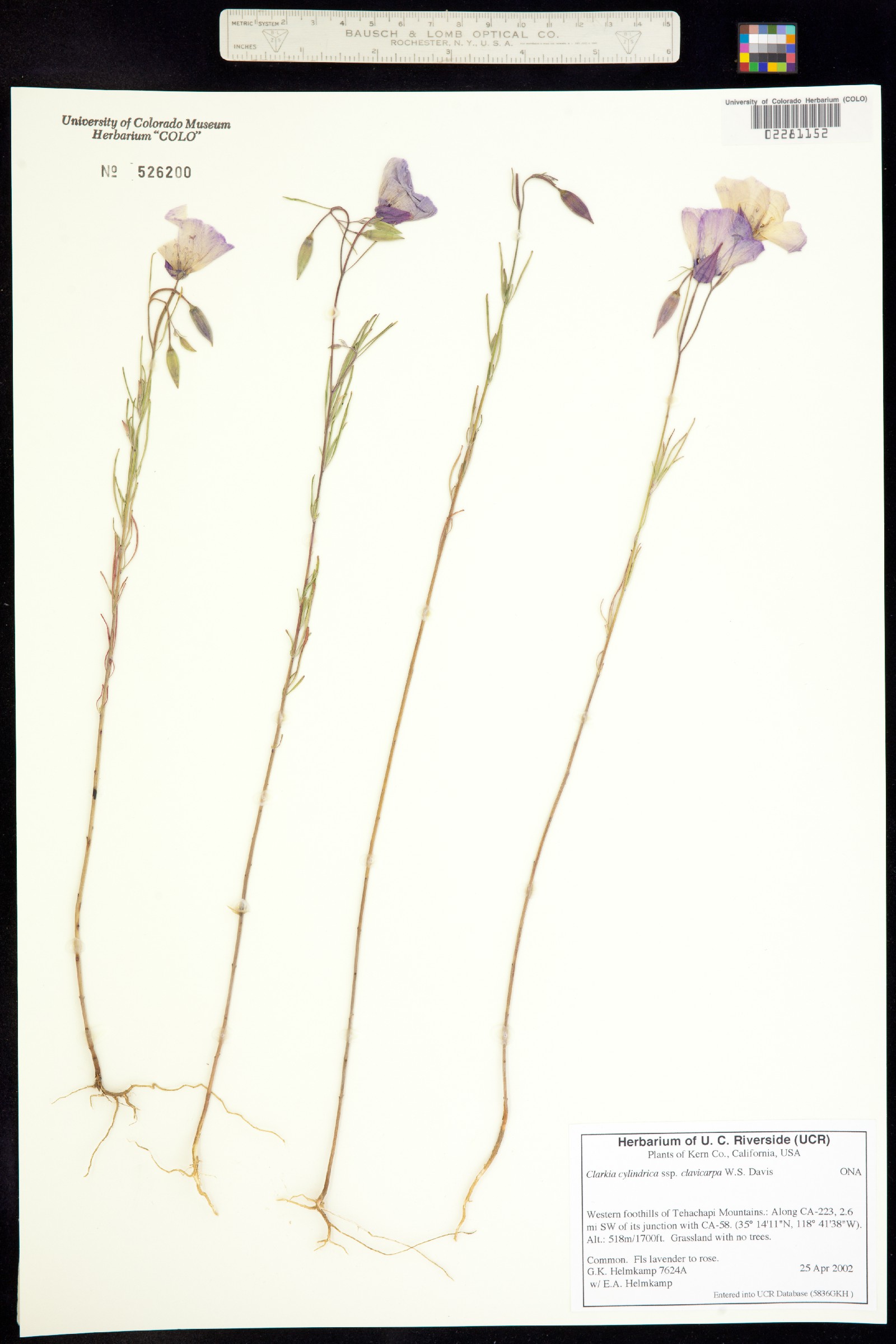 Clarkia cylindrica image