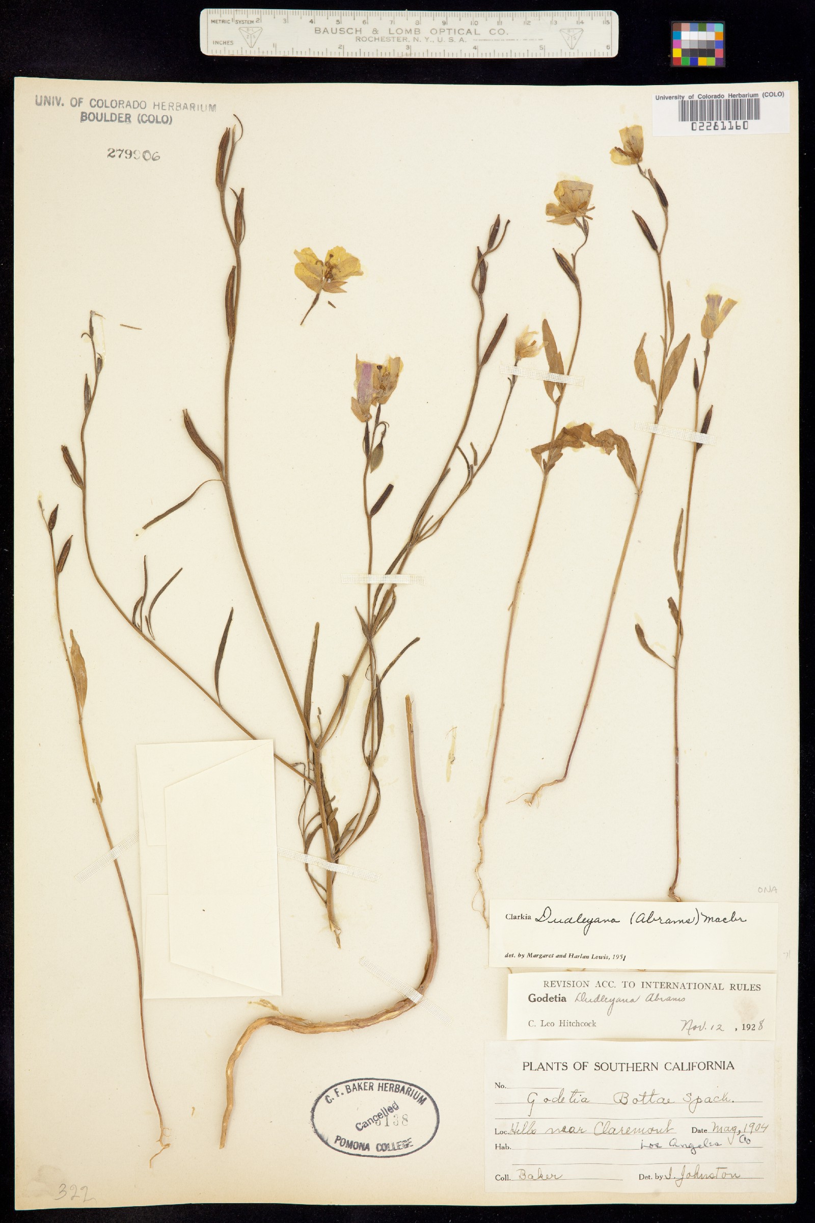 Clarkia dudleyana image