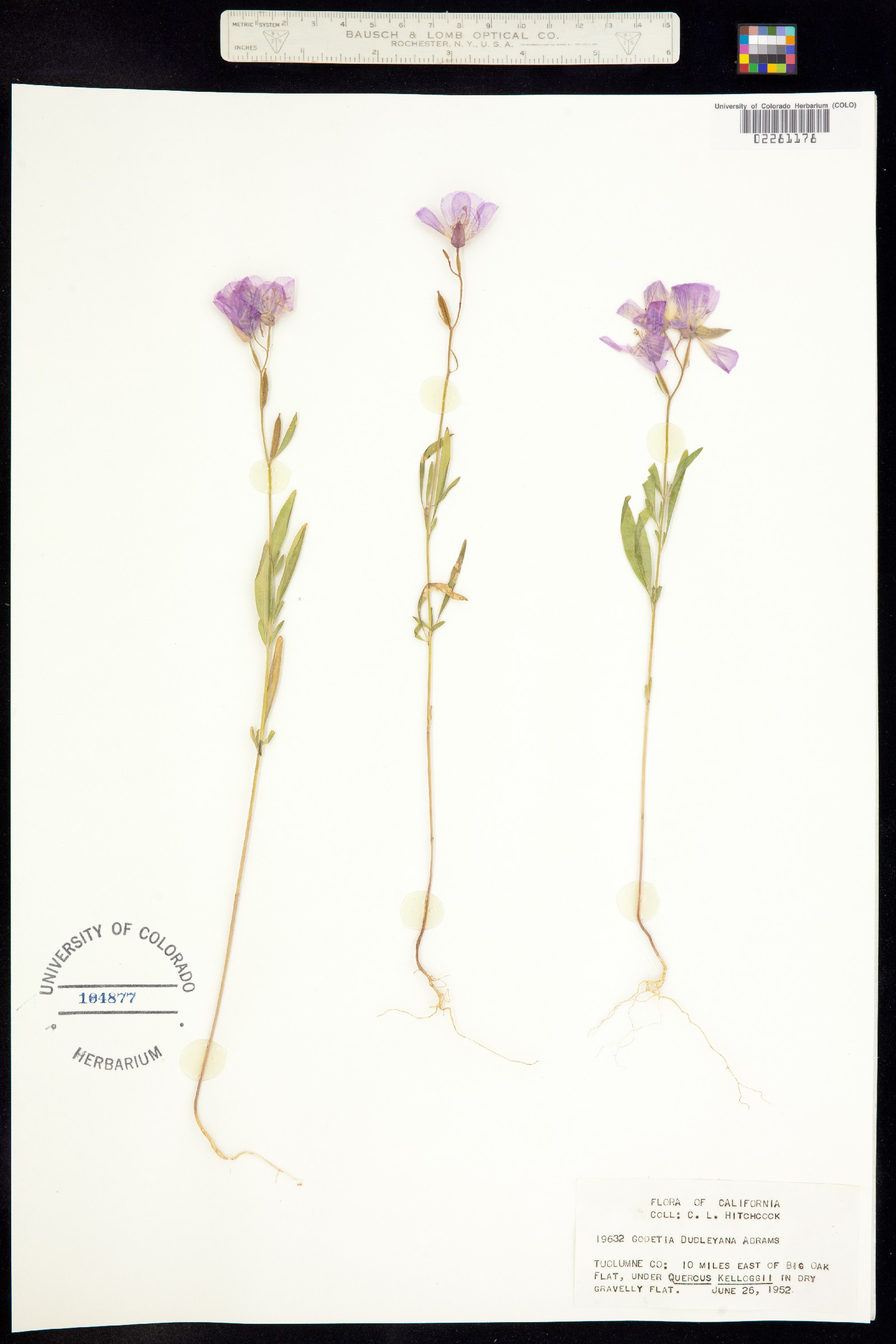 Clarkia dudleyana image