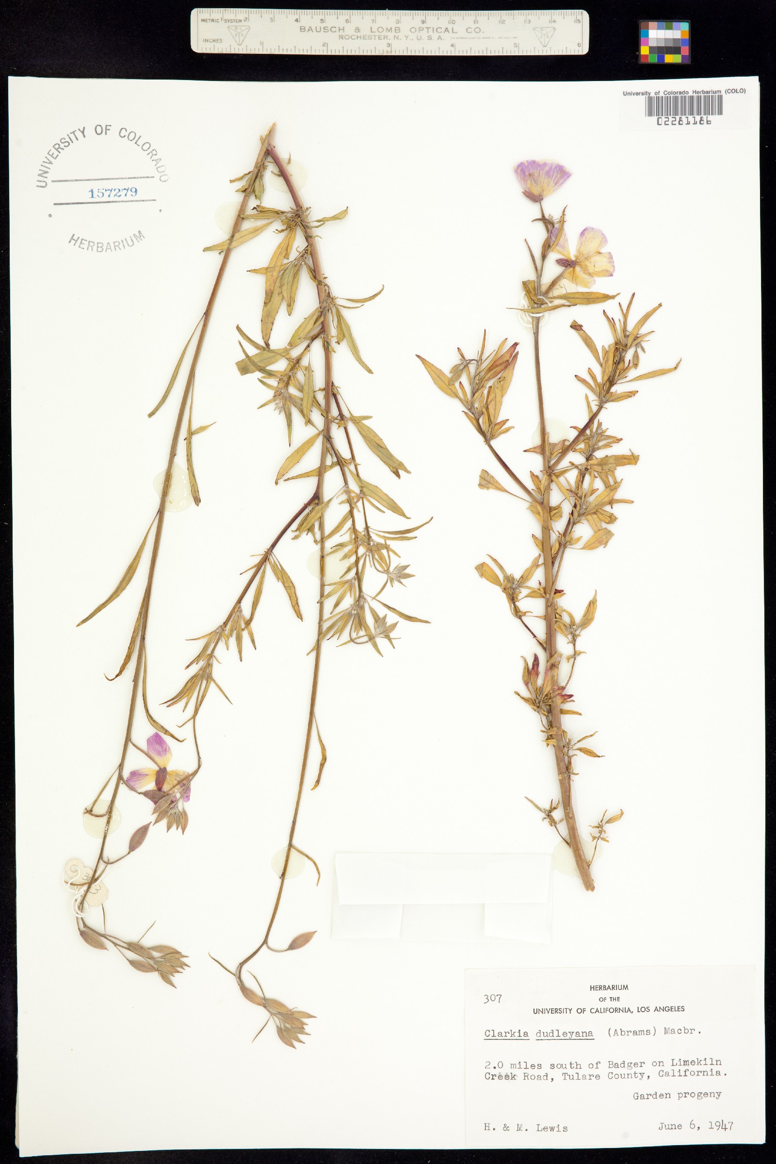Clarkia dudleyana image