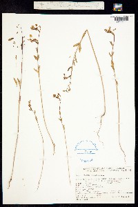 Clarkia elegans image