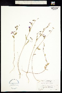 Clarkia elegans image
