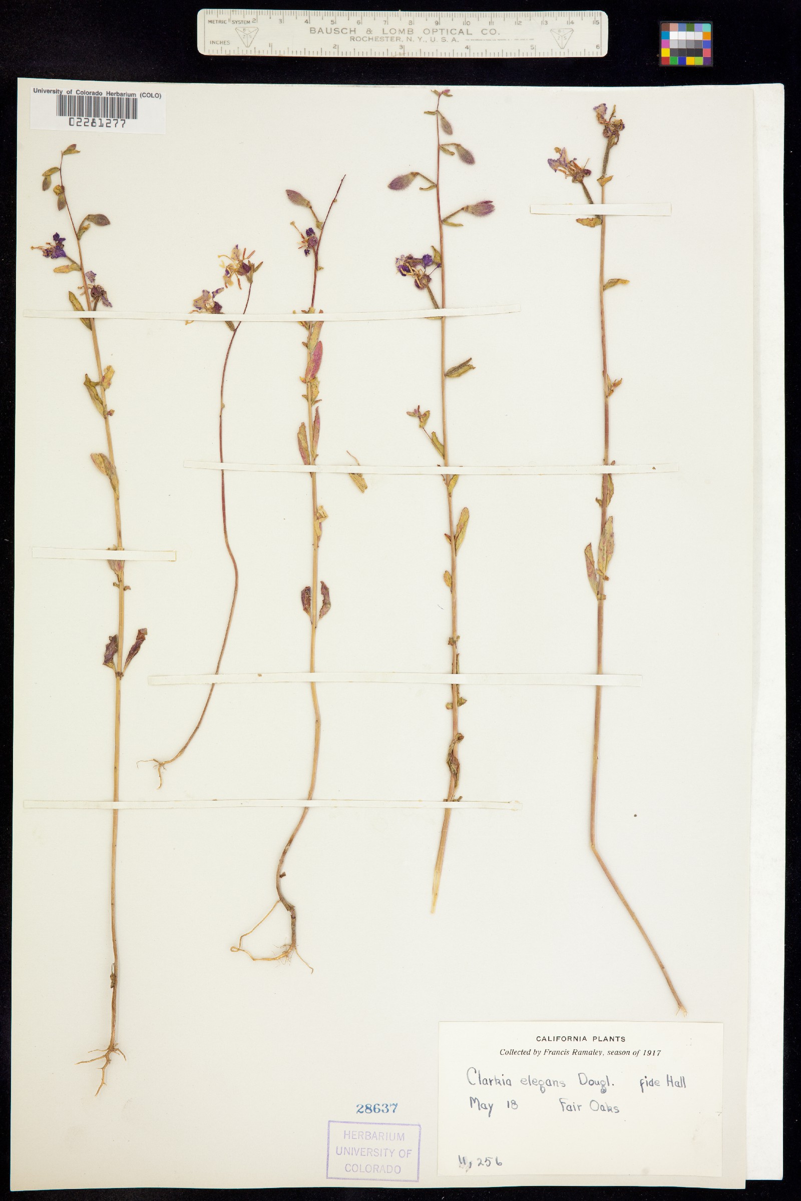 Clarkia unguiculata image