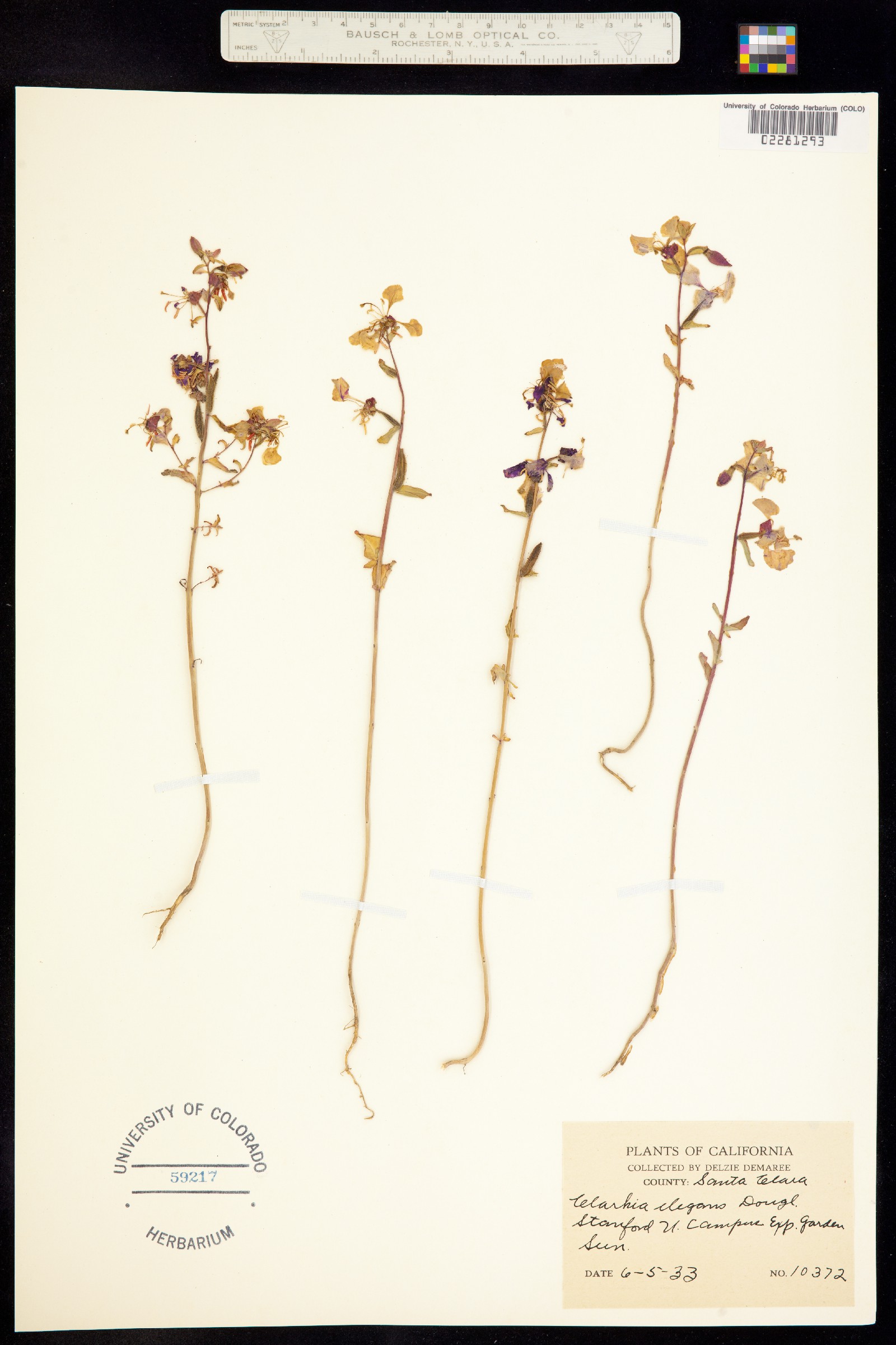 Clarkia unguiculata image