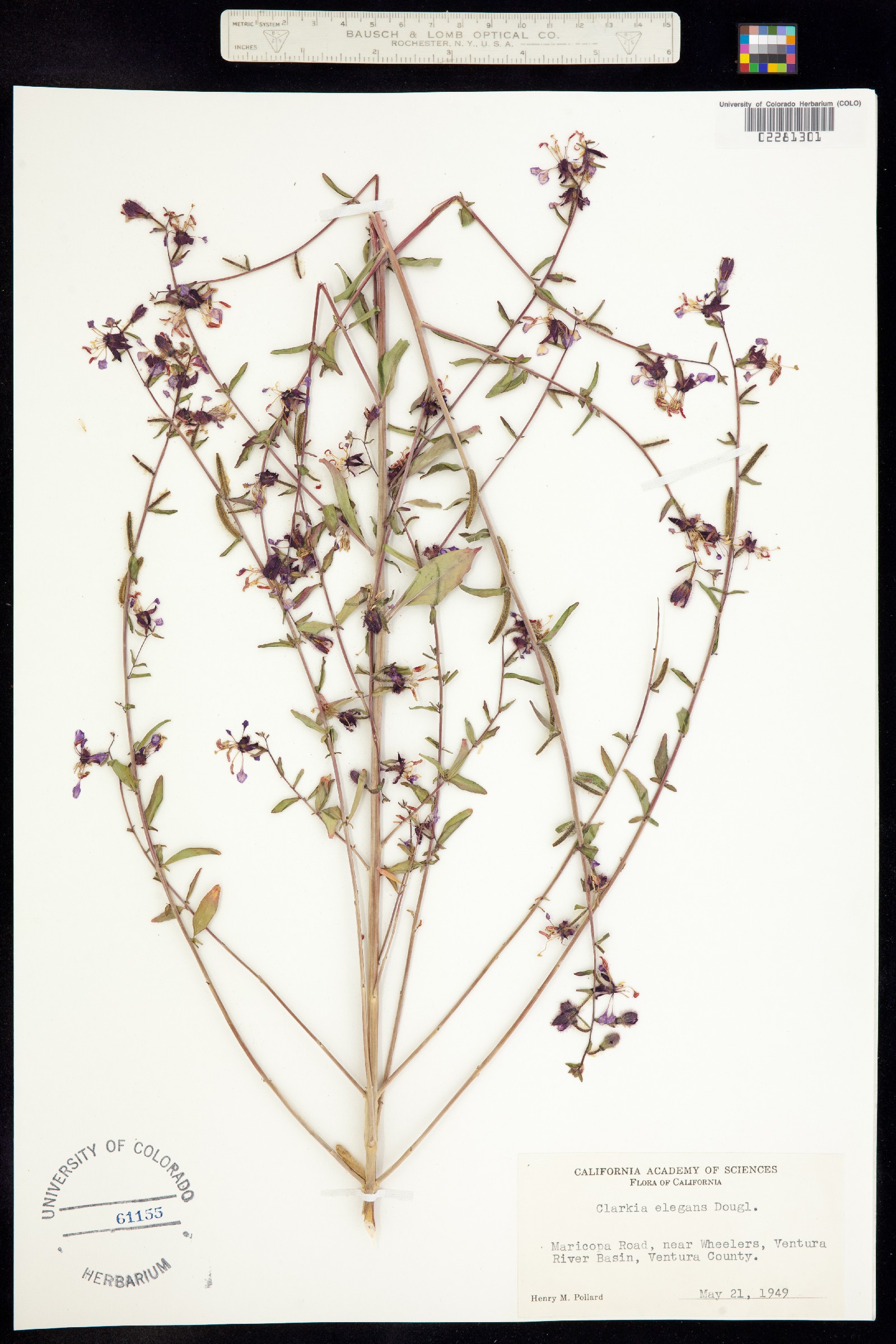 Clarkia unguiculata image