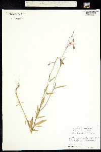 Image of Clarkia similis