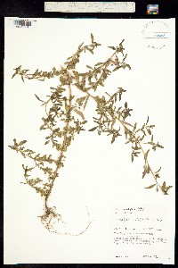 Image of Clarkia prostrata