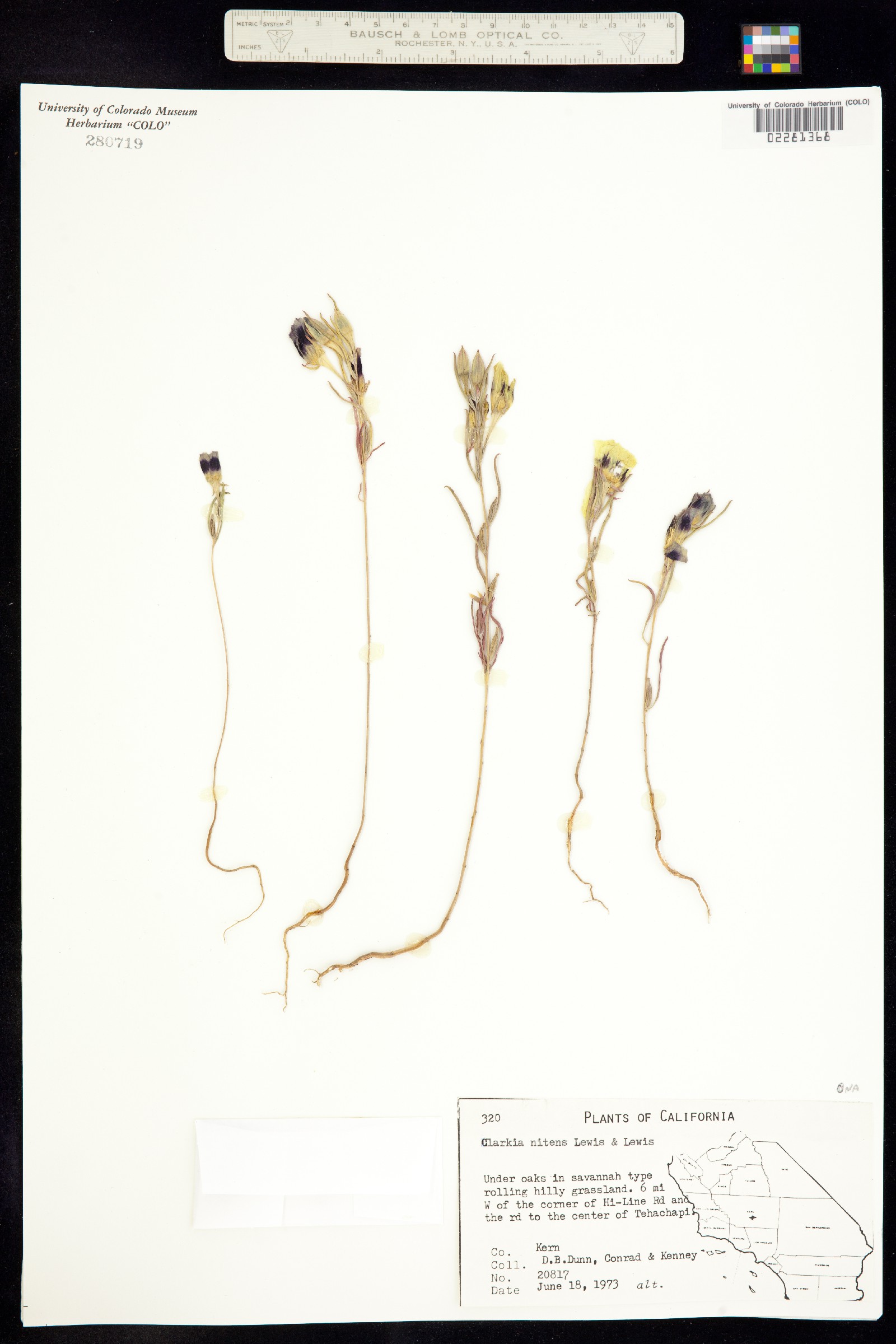 Clarkia speciosa ssp. nitens image