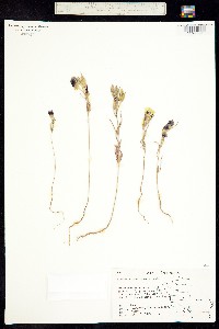Clarkia speciosa image