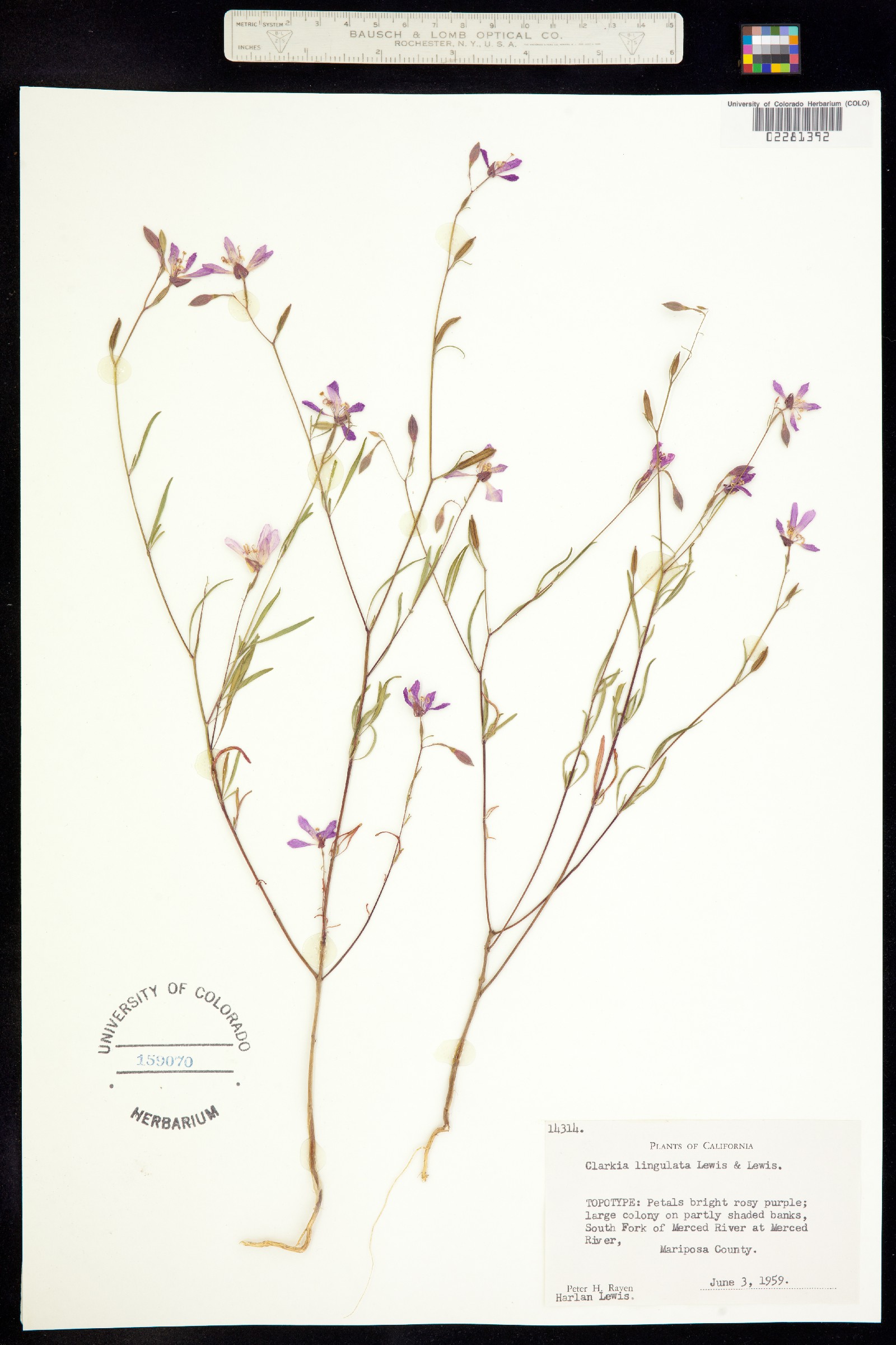 Clarkia lingulata image