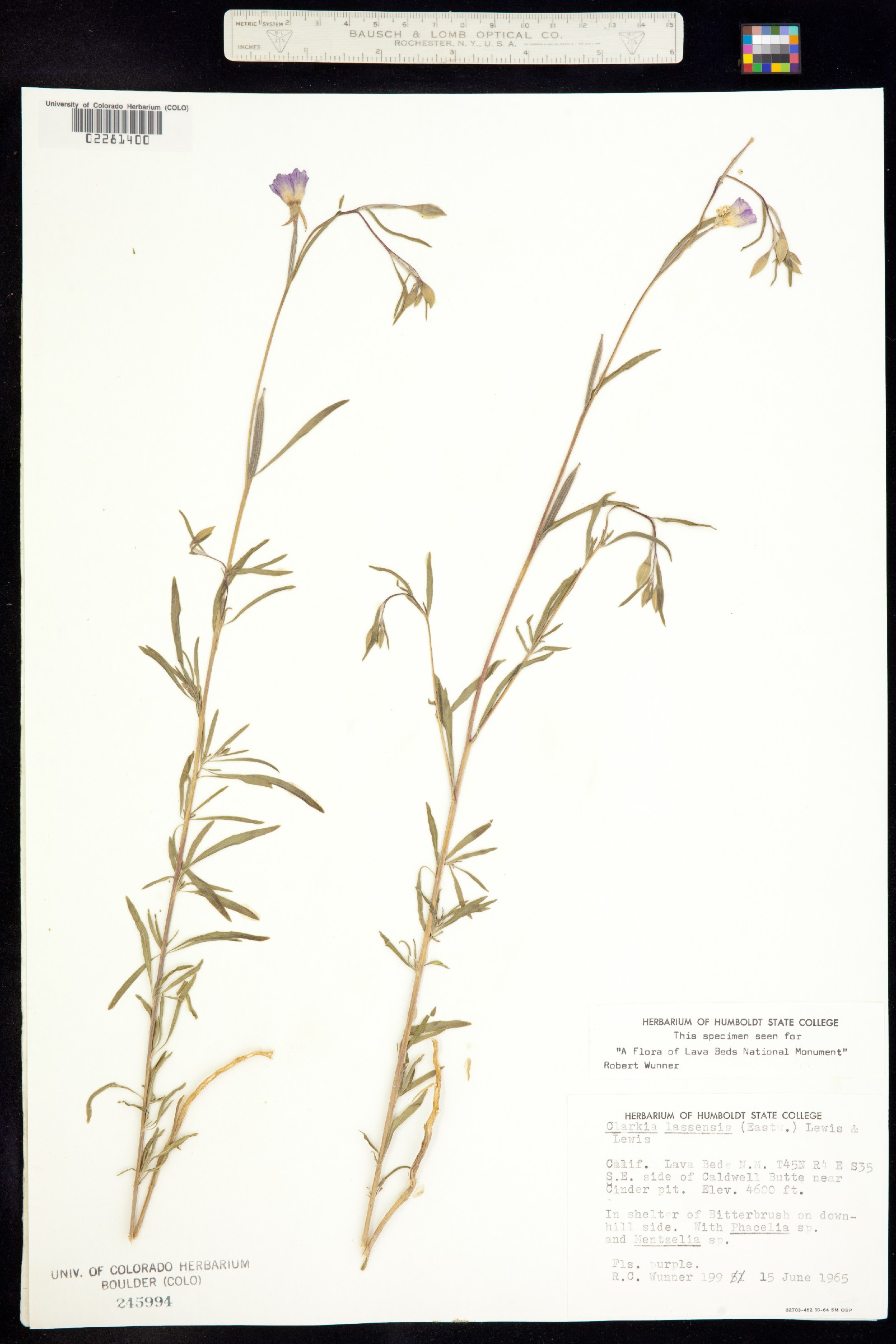 Clarkia lassenensis image