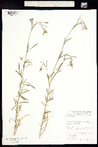 Image of Clarkia lassenensis