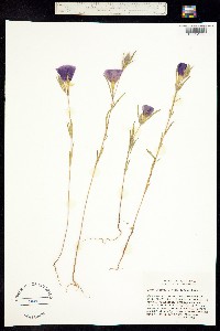 Clarkia purpurea ssp. viminea image