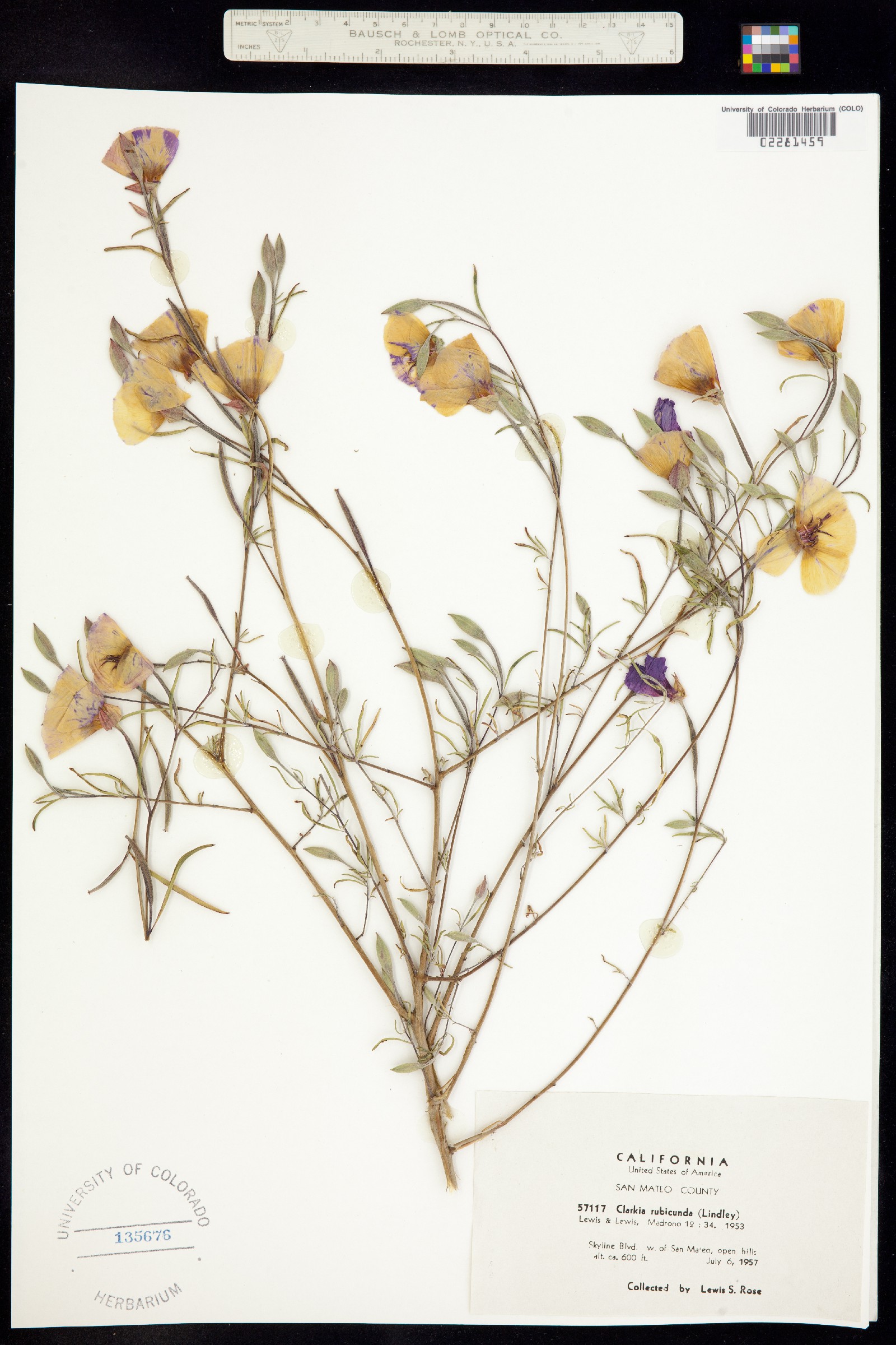 Clarkia rubicunda image