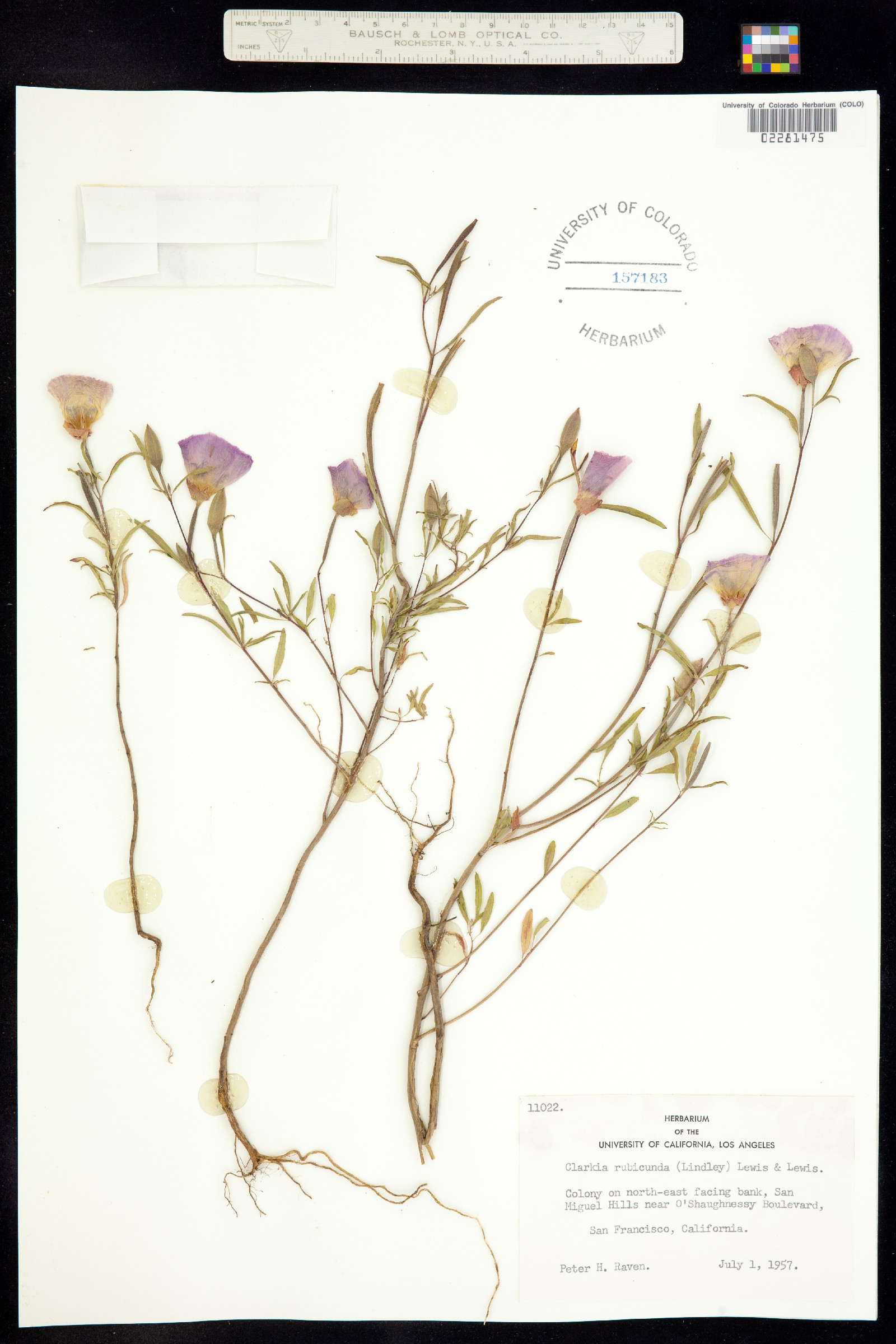 Clarkia rubicunda image