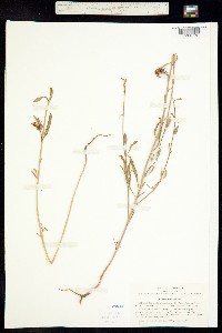 Image of Clarkia xantiana