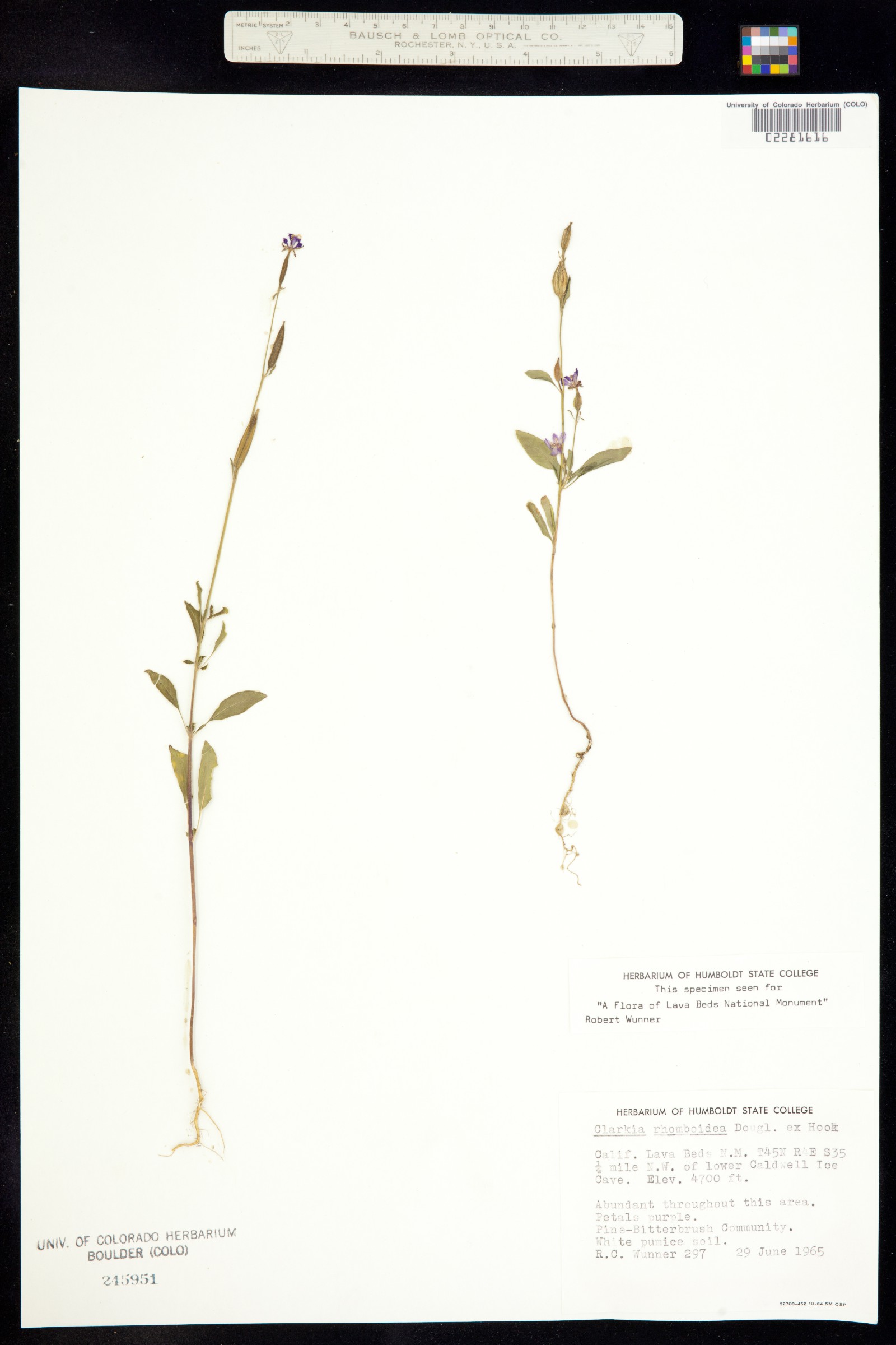 Clarkia rhomboidea image