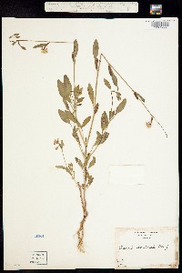 Clarkia rhomboidea image