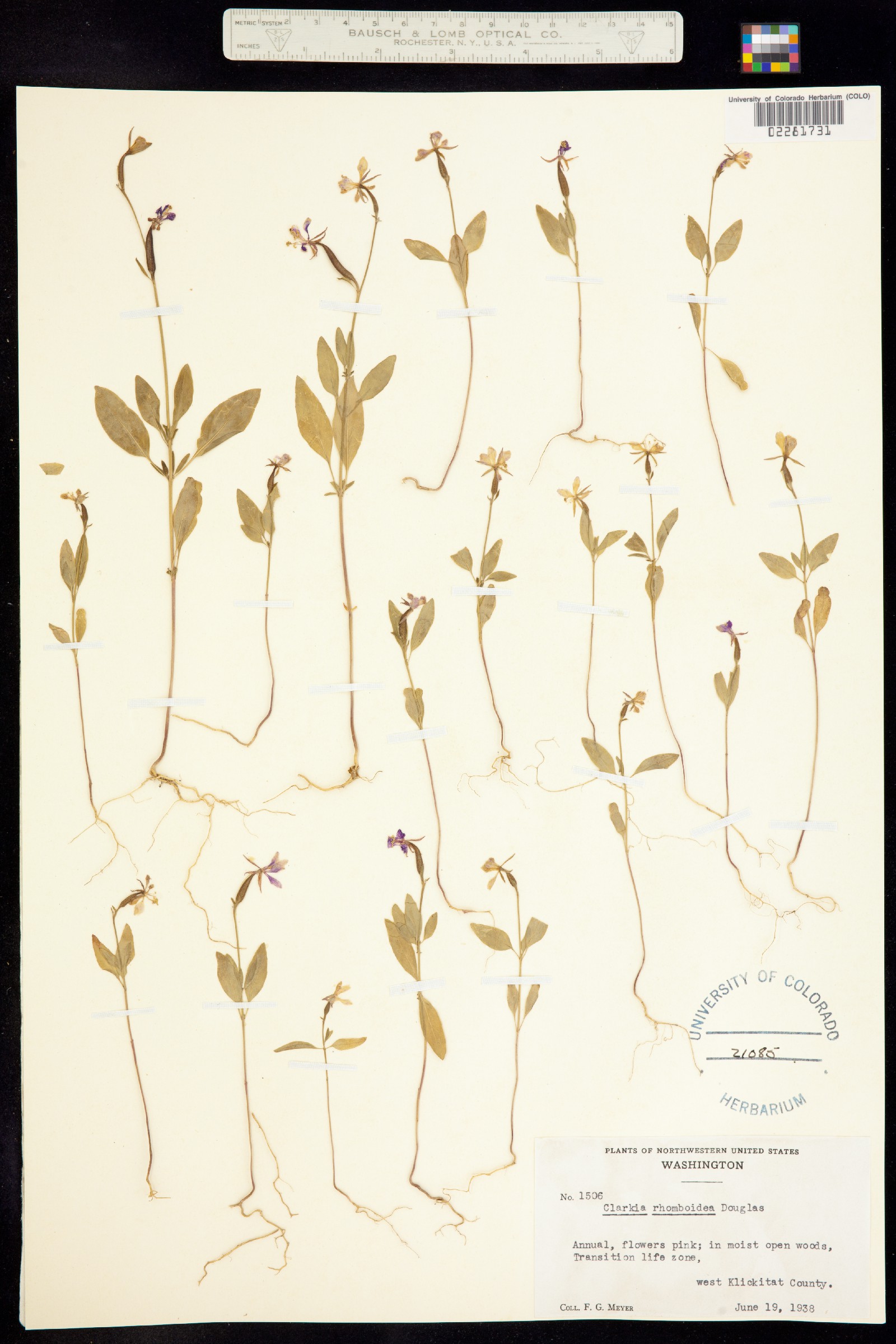 Clarkia rhomboidea image