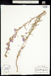 Clarkia purpurea ssp. quadrivulnera image