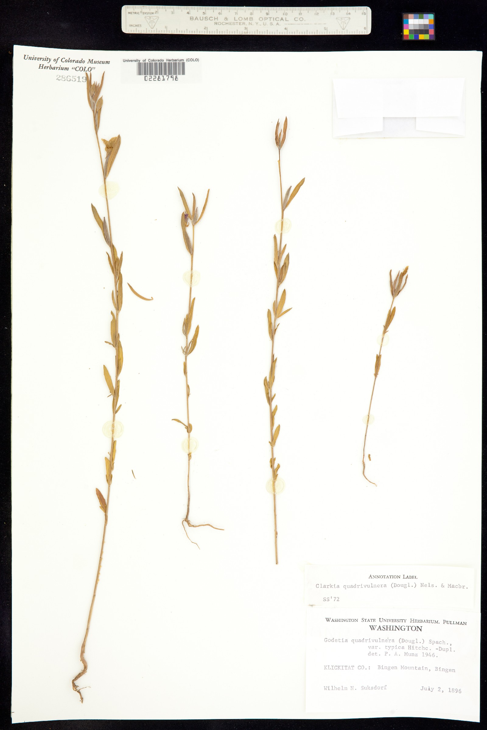 Clarkia purpurea ssp. quadrivulnera image