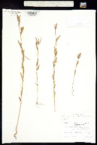 Clarkia purpurea ssp. quadrivulnera image