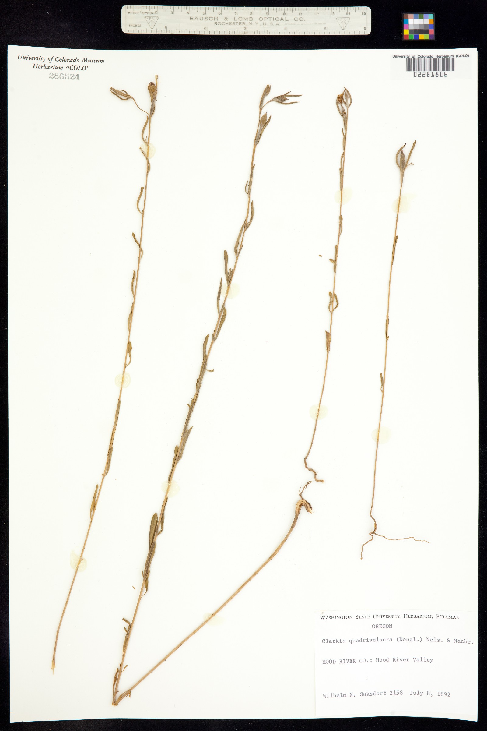 Clarkia image