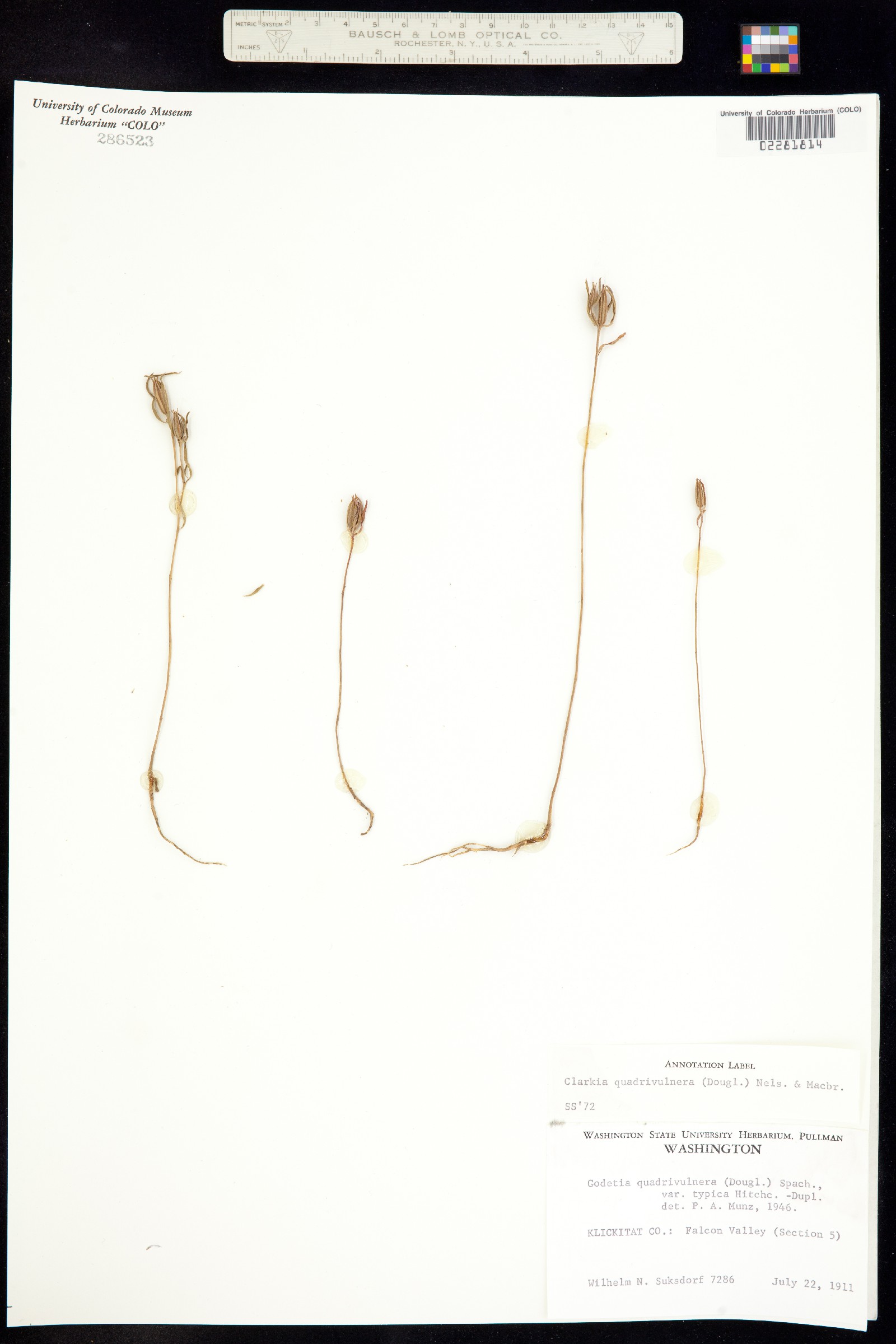 Clarkia purpurea ssp. quadrivulnera image